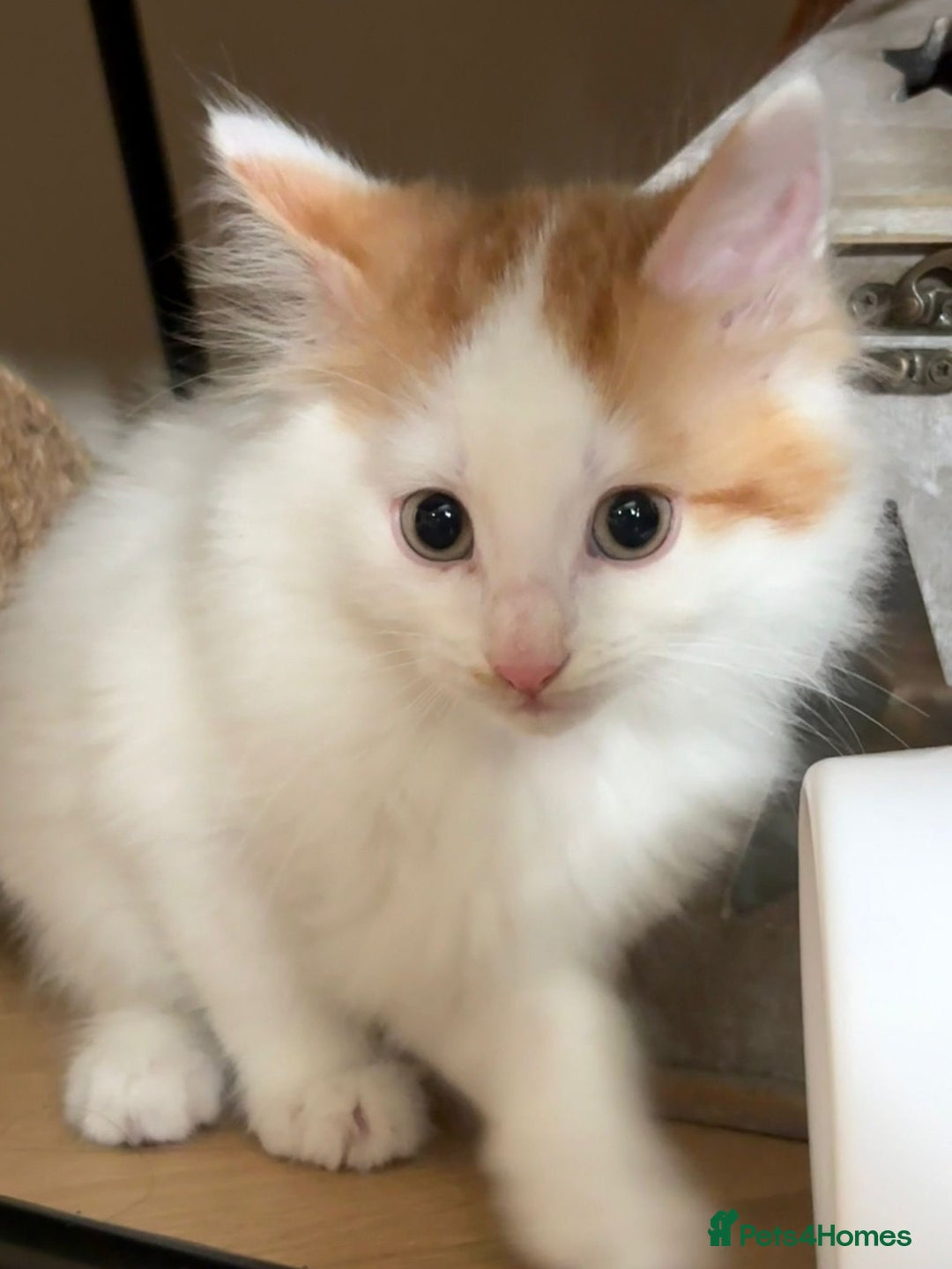 Domestic Shorthair cats for sale: three beautiful male kittens! in Newent - Image 8