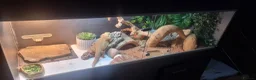 Bearded Dragon reptiles for sale: Bearded dragon for sale  in Manchester - Advert 1