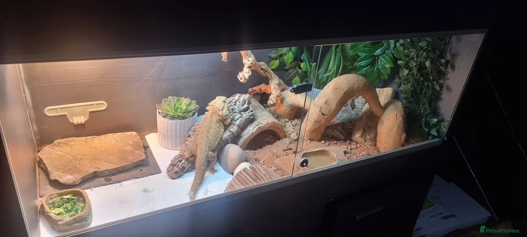 Bearded Dragon reptiles for sale: Bearded dragon for sale  in Manchester - Advert 1