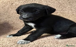 Mixed Breed dogs for sale: Labrador Cross Husky Girls  - Image 6