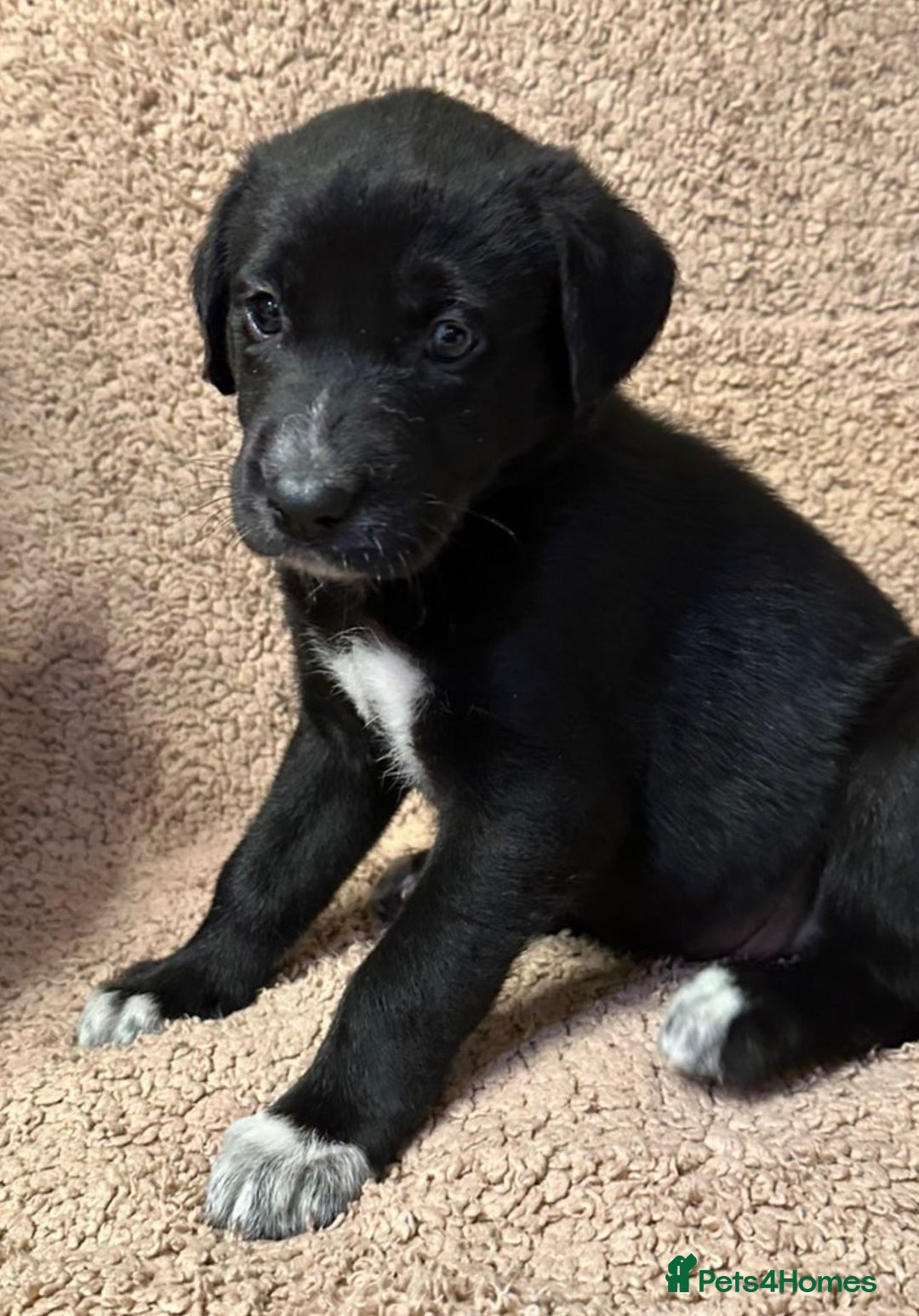 Mixed Breed dogs for sale: Labrador Cross Husky Girls  - Image 6
