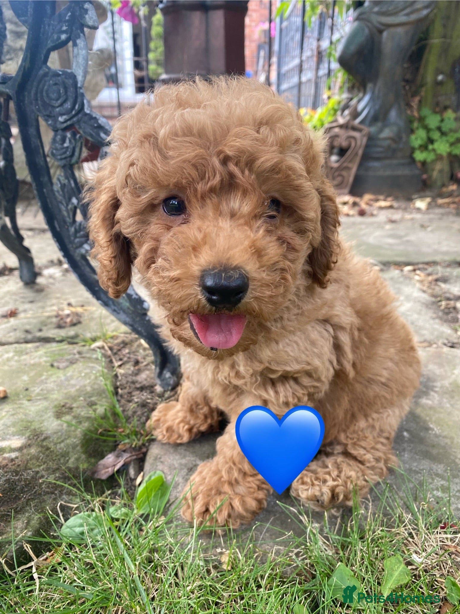 Miniature Poodle dogs Miniature poodle boy and girl,ready now. - Advert 2