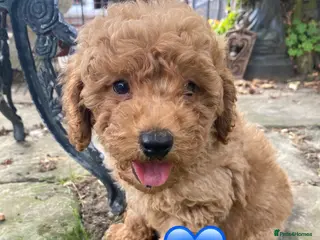 Miniature Poodle dogs Miniature poodle boy and girl,ready now. - Advert 11