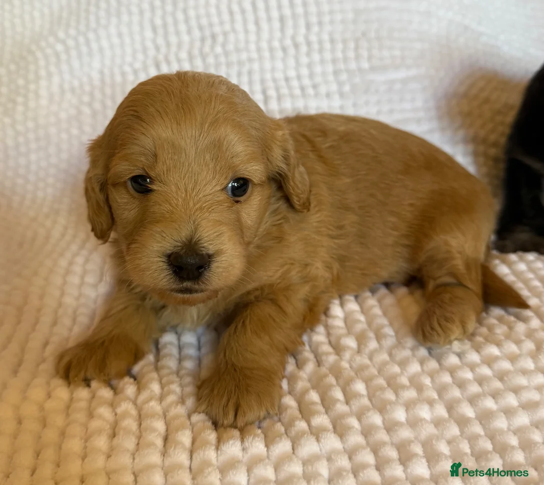 Mixed Breed dogs for sale: Stunning quality Daxipoo pups   - Advert 2