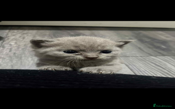 British Shorthair cats for sale: British shorthair kittens  - Image 3