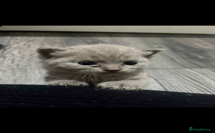 British Shorthair cats - Advert 13