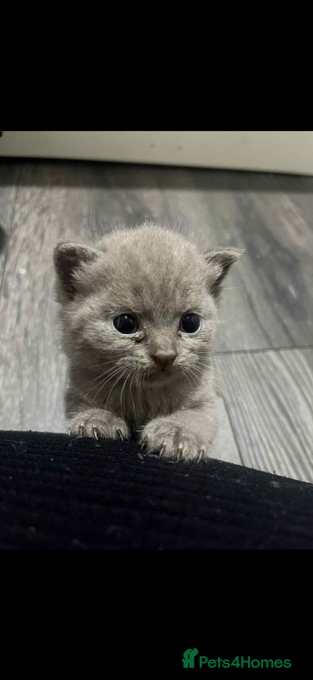 British Shorthair cats for sale: British shorthair kittens  - Image 3
