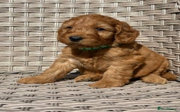 Cockapoo dogs for sale: 😍😍 F1 cockapoo puppies 😍😍 - Image 20