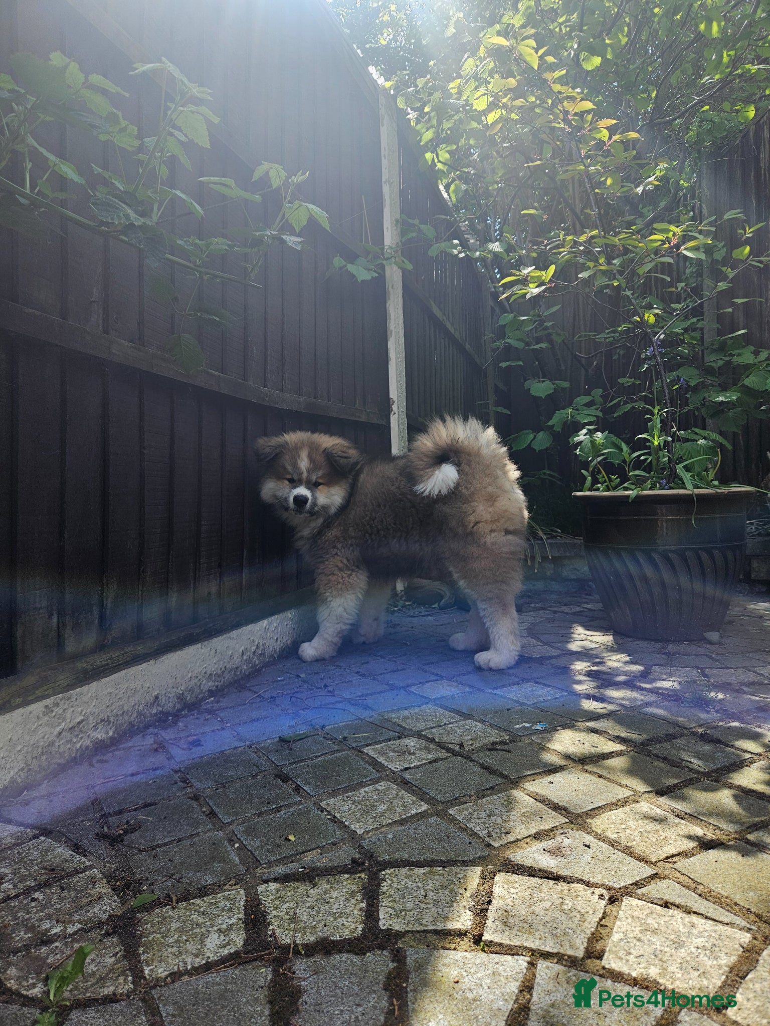 Japanese Akita Inu dogs for sale: RKC Registered Long-Coat Female - Advert 13