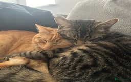 Domestic Shorthair cats for sale: Gorgeous 2 year old Thunder - Image 3