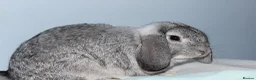 Dwarf Lop rabbits for sale: 2 male rabbits for adoption  in Beckenham - Advert 3