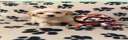 Poochon dogs for sale: ***Beautiful Poochon puppies Boys and Girls*** - Advert 12