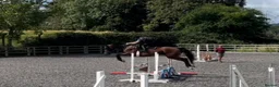 English Thoroughbred horses for sale: 16hh bay mare in Stratford-upon-Avon - Advert 5