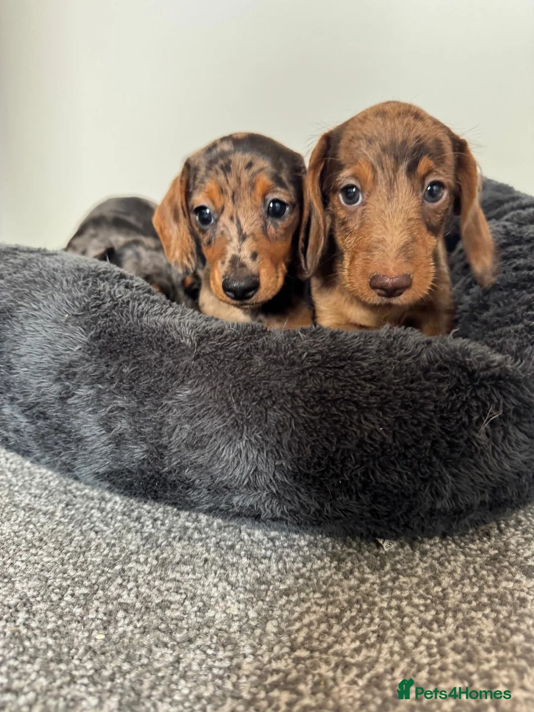 Miniature Dachshund dogs for sale: Miniature dachshund  - Advert 13