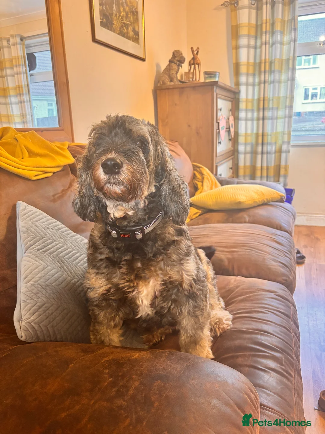 Cockapoo dogs for sale: 2 cockapoo bitches for rehoming x in Cullompton - Advert 1