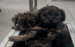 Mixed Breed dogs for sale: Tibetan x Toy Poodle - Image 26