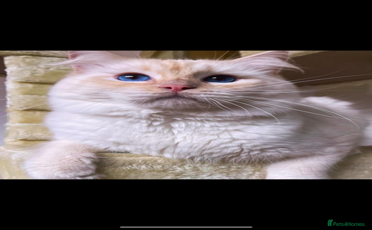 Ragdoll cats - Advert 5