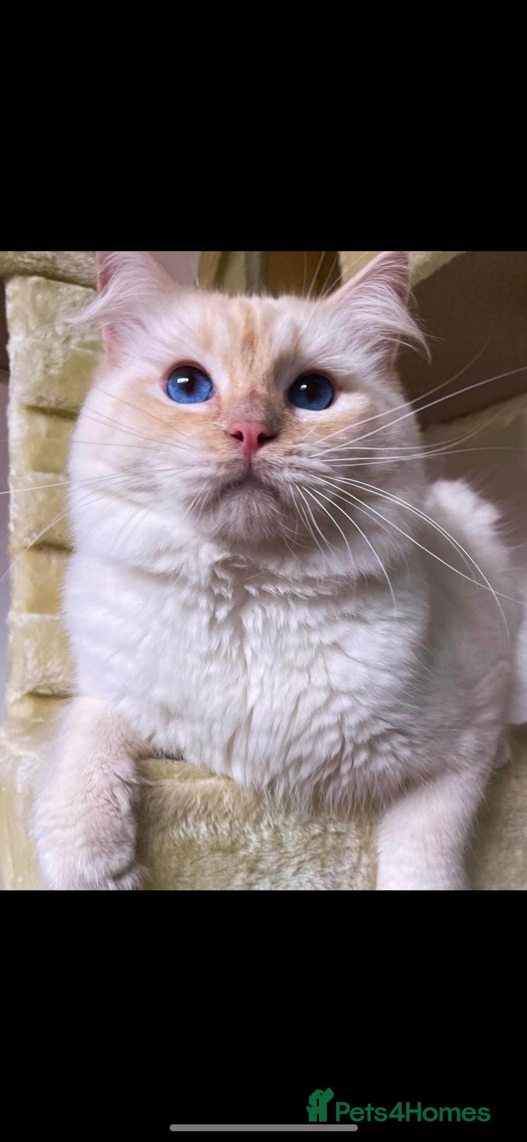 Ragdoll cats for sale: Red ragdoll stud for sale  - Image 1