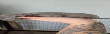 Staffordshire Bull Terrier 5
