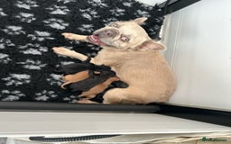 Mixed Breed dogs for sale: final reduction to find forever home  - Image 5