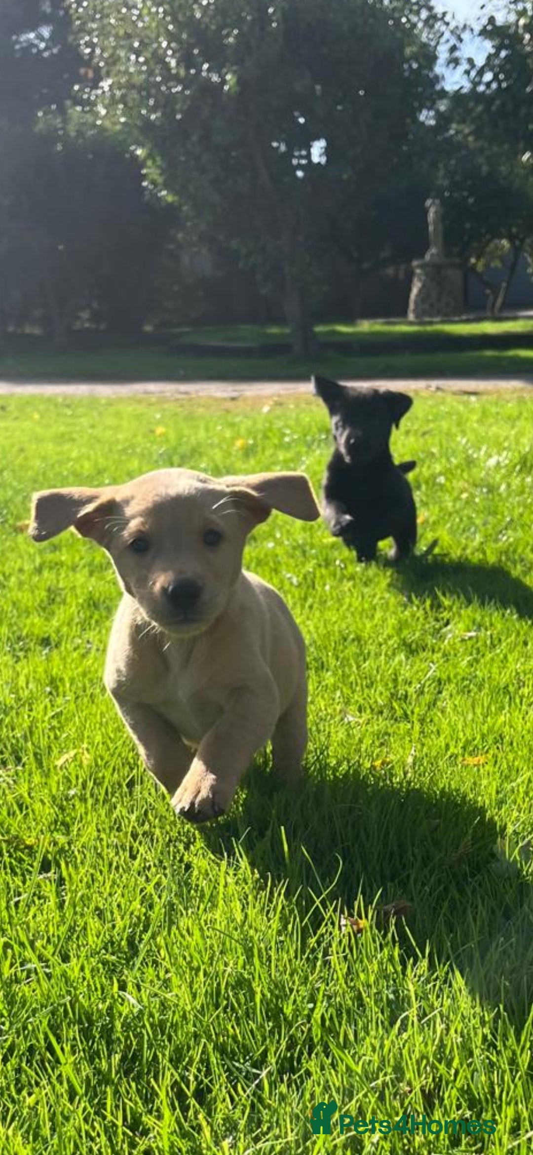 Labrador Retriever dogs for sale: Working Lab's  - Image 2