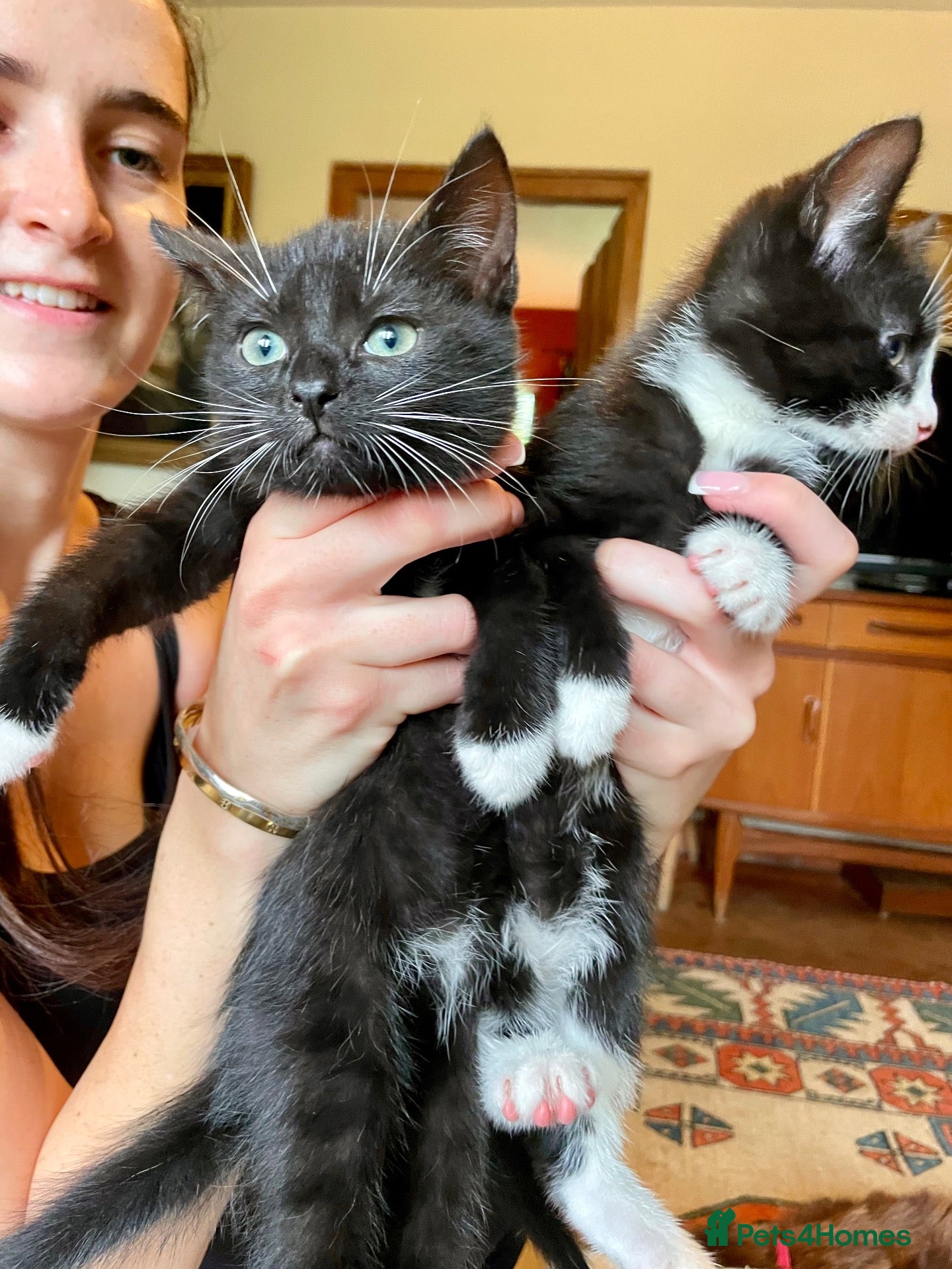 Mixed Breed cats Beautiful Russian blue British shorthair cross  - Advert 1