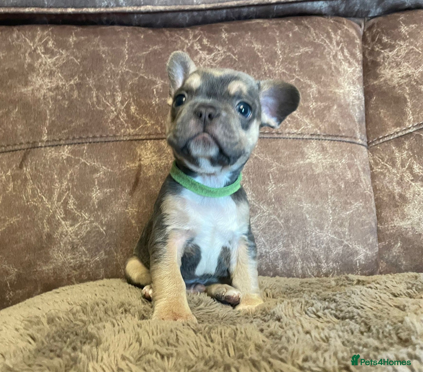 French Bulldog dogs 🐾READY NOW🐾 Gorgeous little frenchie fur babies - Advert 13