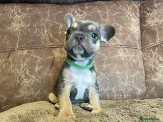 French Bulldog dogs 🐾READY NOW🐾 Gorgeous little frenchie fur babies - Advert 13