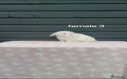 Mini Lop rabbits for sale: Gorgeous mini lop rabbits  - Image 7