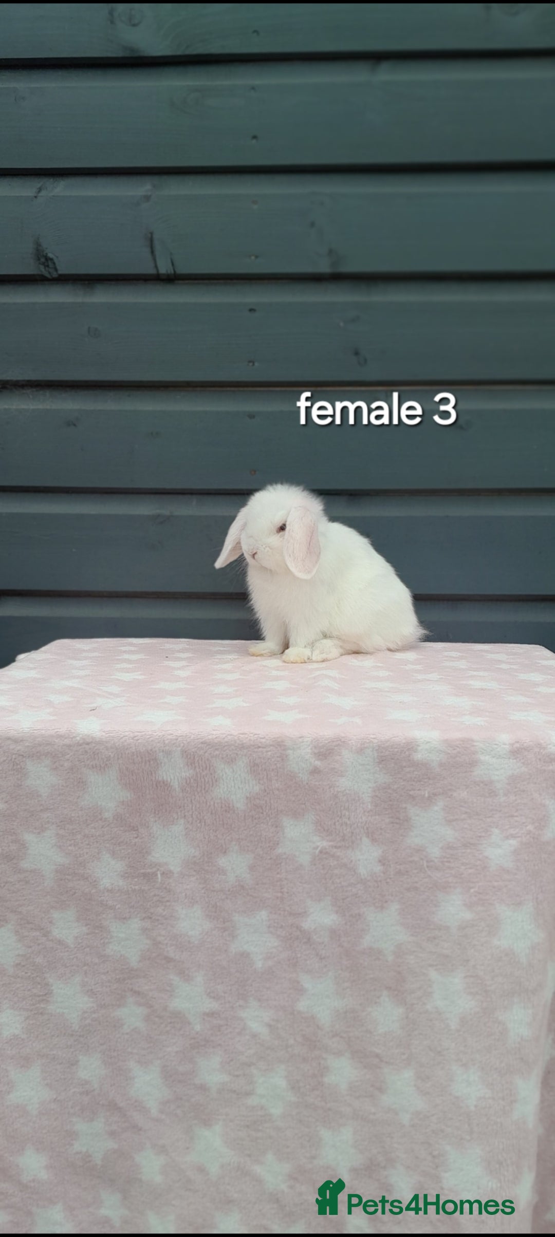 Mini Lop rabbits for sale: Gorgeous mini lop rabbits  - Image 7