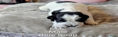 Available - Mac - Boy