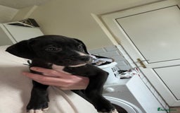American Bull Staffy dogs for sale: 2 Female American bull x staff puppies left - Image 15