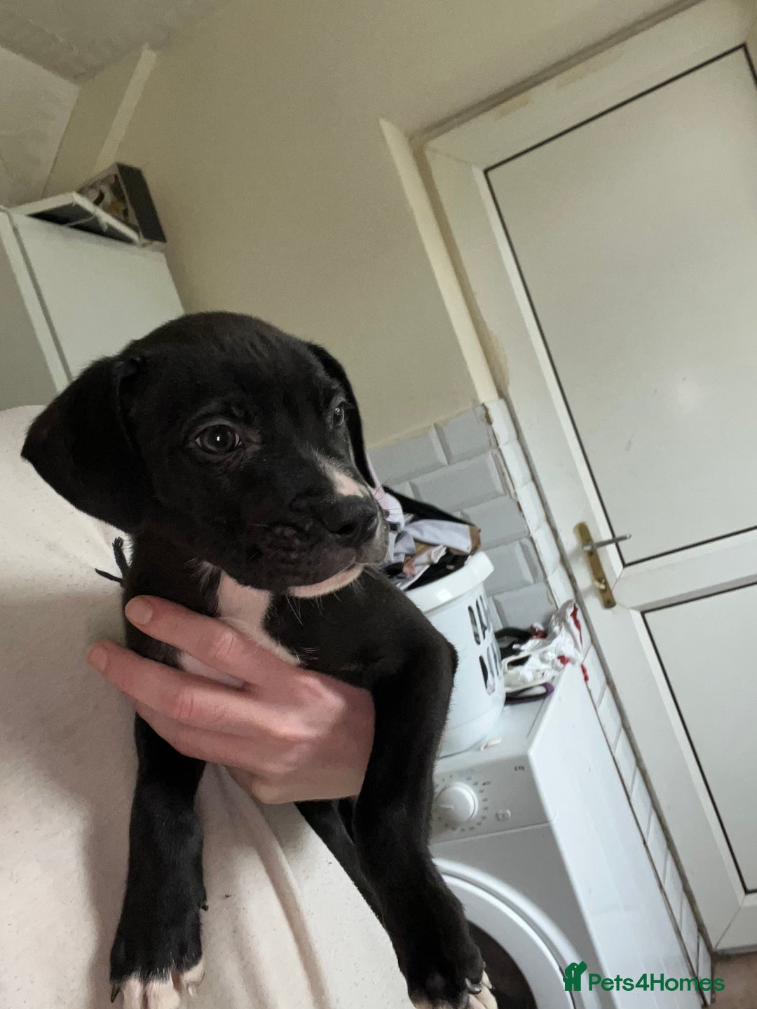 American Bull Staffy dogs for sale: 2 Female American bull x staff puppies left - Image 15