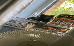 Bombay cats for sale: Shadow for sale  - Image 1
