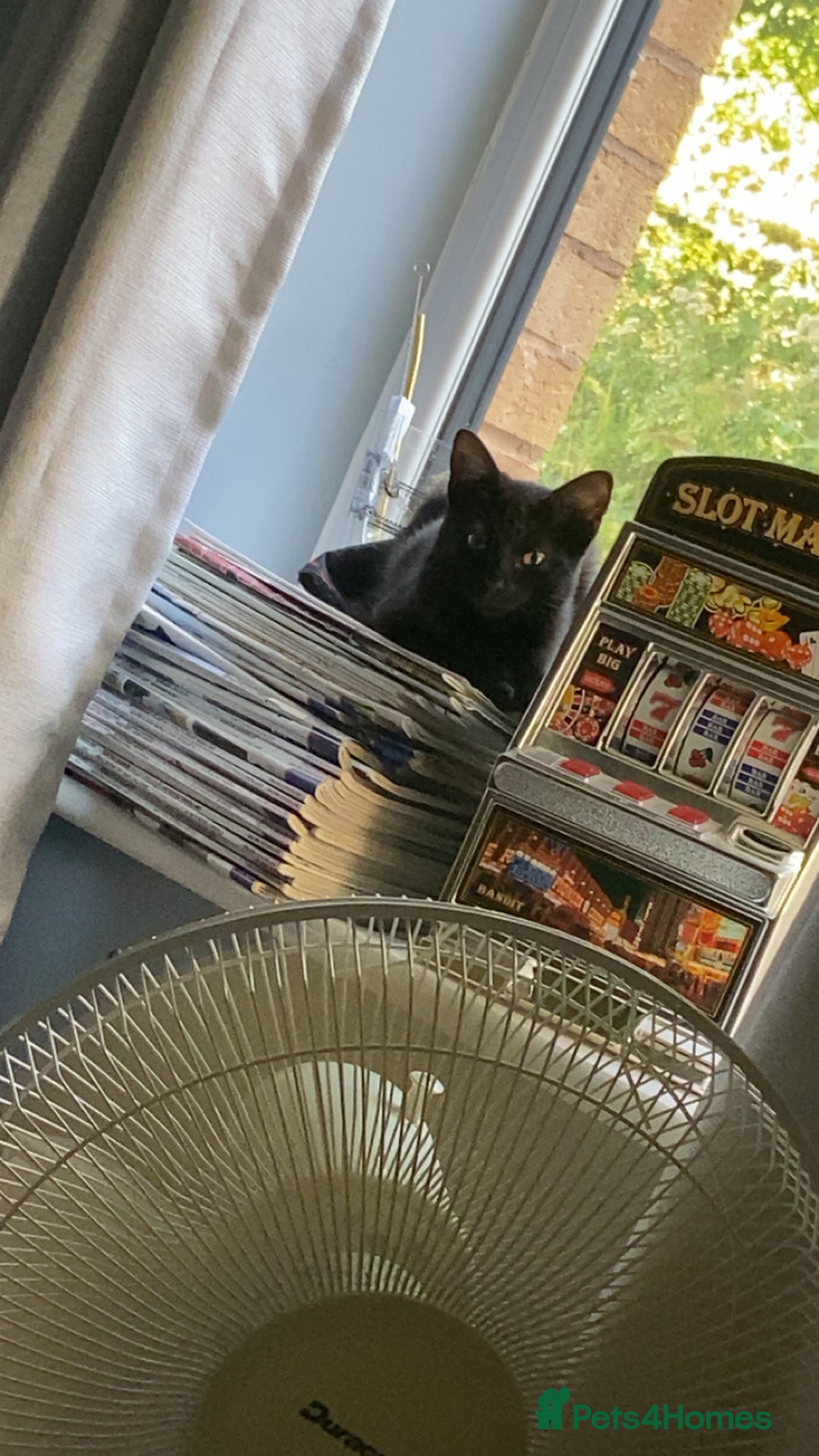 Bombay cats for sale: Shadow for sale  - Image 1