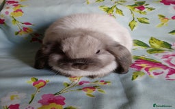 Mini Lop rabbits for sale: Pedigree Mini Lops - Image 5
