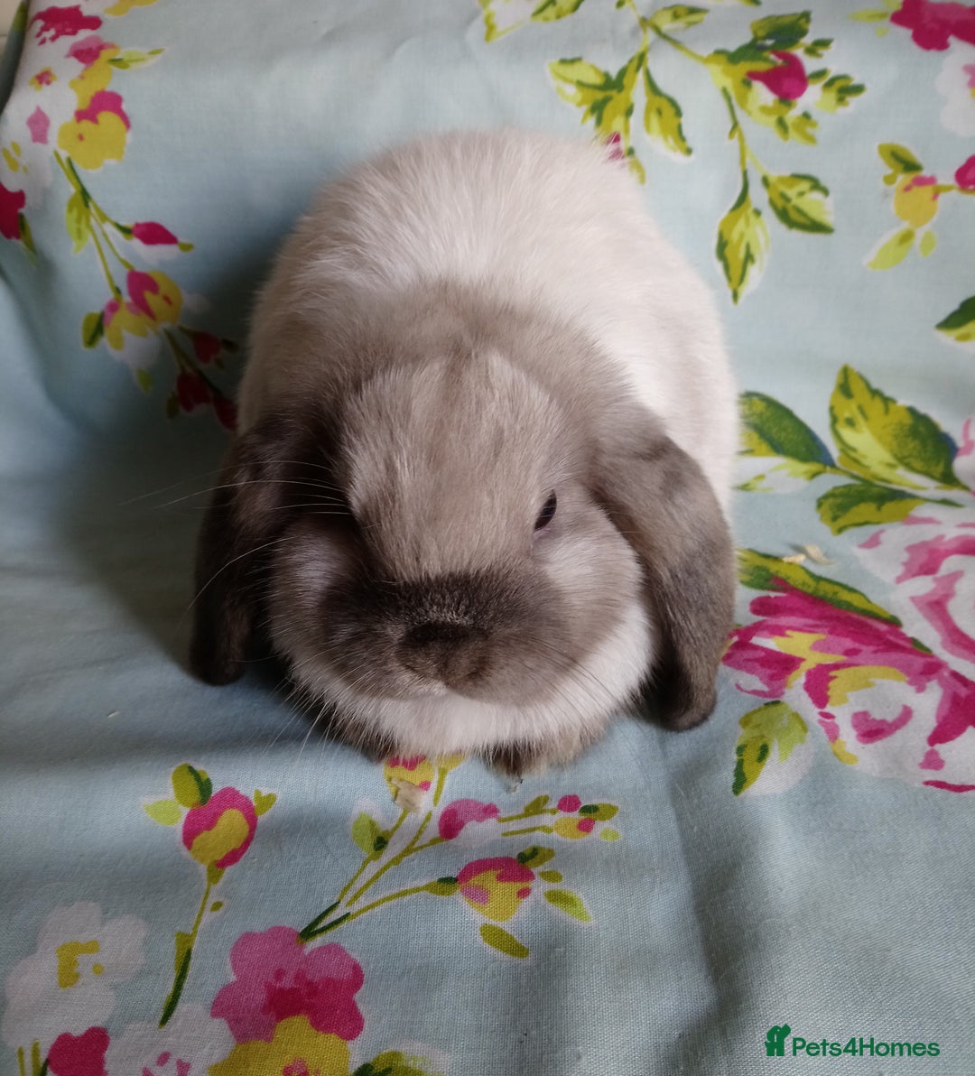 Mini Lop rabbits for sale: Pedigree Mini Lops - Image 5