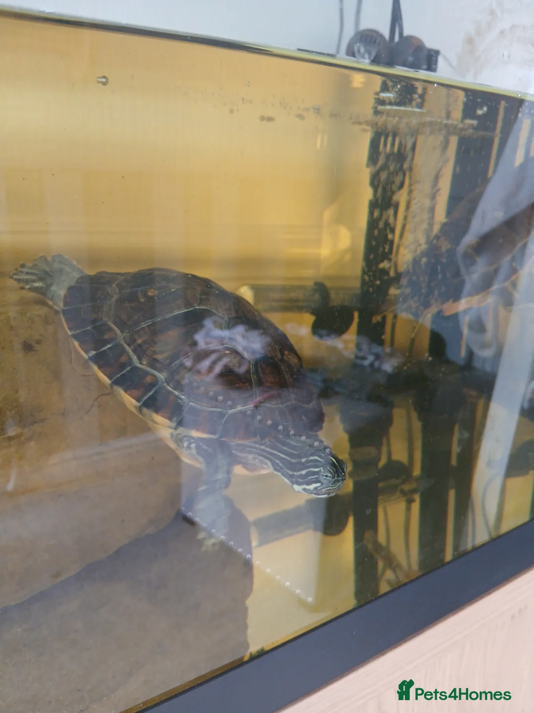 Turtle reptiles for sale: X2 turtles in Leeds - Advert 2