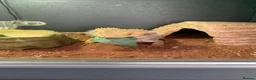Bearded Dragon reptiles for sale: Breaded dragon in Derby - Advert 1