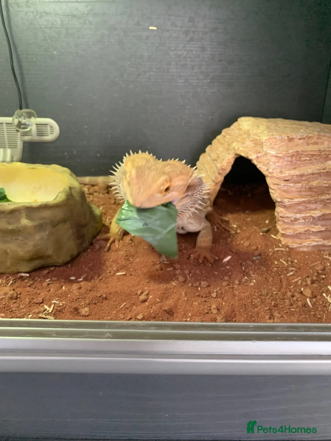 Bearded Dragon reptiles for sale: Breaded dragon in Derby - Advert 1