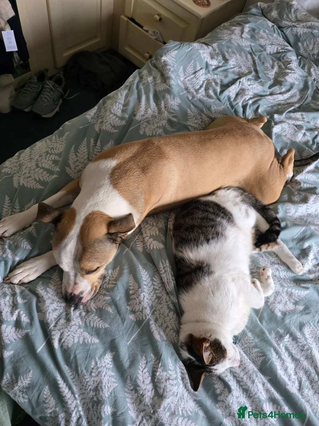 American Bull Staffy dogs for sale: Beautiful Male American Staff in Wigston - Advert 5
