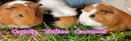 Guinea Pig rodents for sale: California x male and female Guinea pig babies  - Advert 28