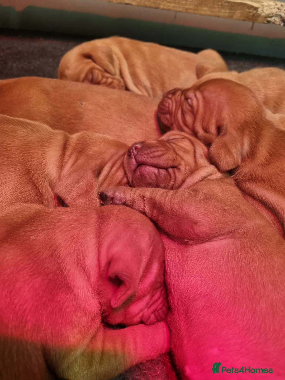 Hungarian Vizsla dogs for sale: Beautiful KC Registered Hungarian Vizsla Puppies  - Advert 1