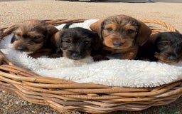 Dachshund dogs for sale: Standard Wire hair Pups available!! - Image 6
