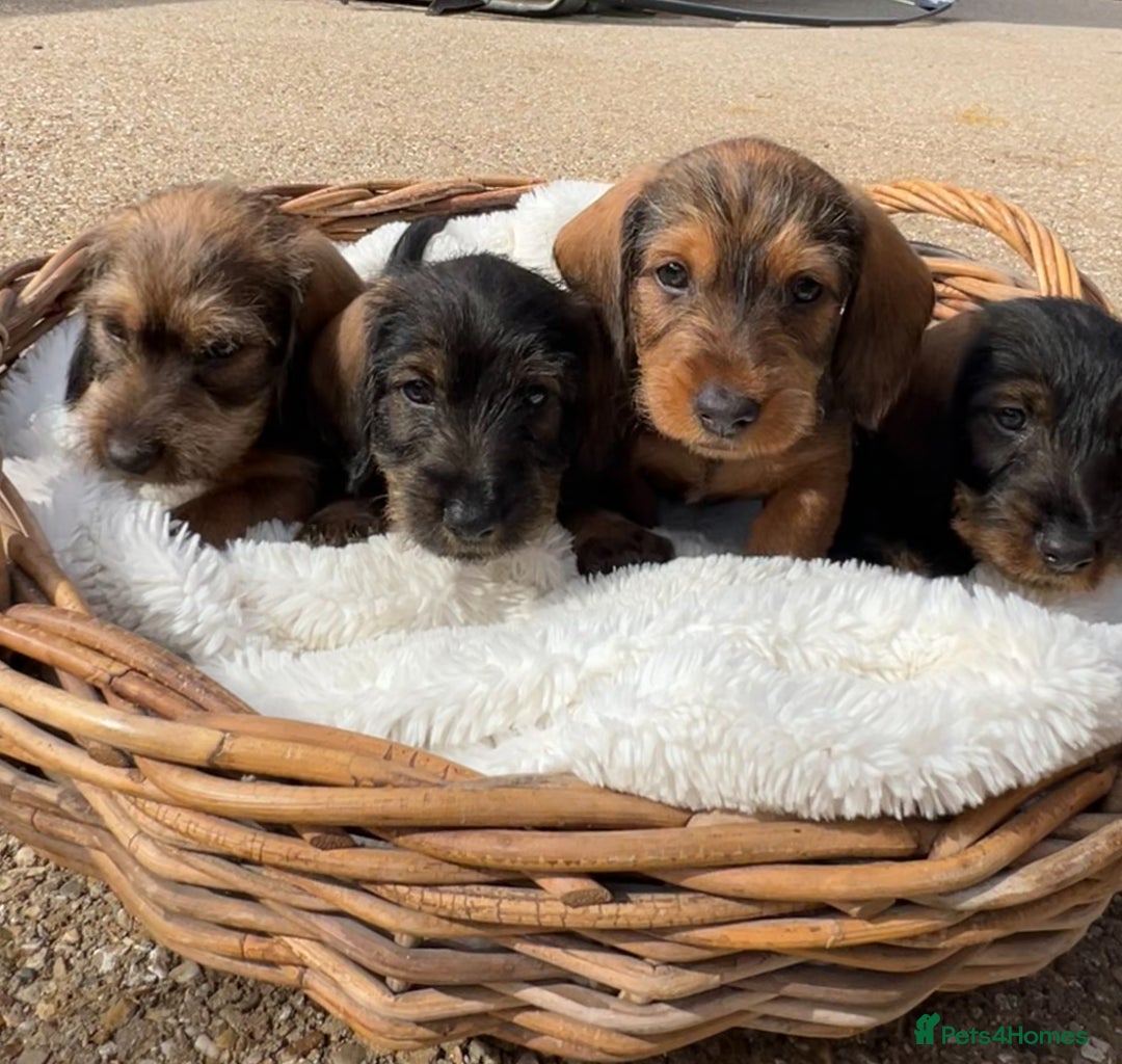 Dachshund dogs for sale: Standard Wire hair Pups available!! - Image 6