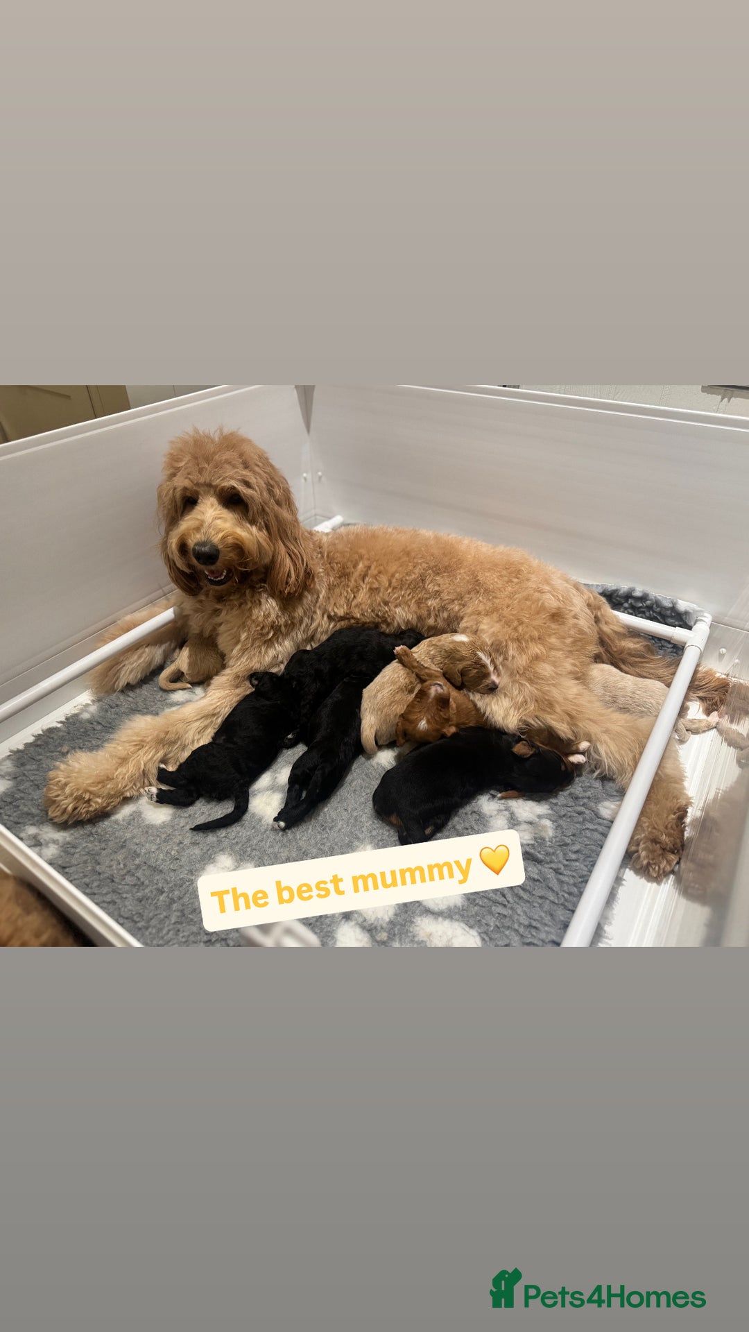 Mixed Breed dogs for sale: Golden Bernedoodles 🐶 - Advert 16