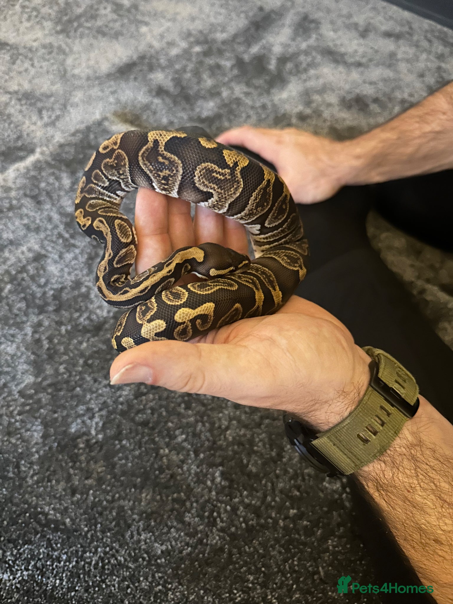 Python Snake reptiles Ball Python - Advert 3
