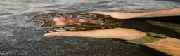 Python Snake reptiles for sale: Ball Python - Advert 1