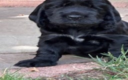 Cocker Spaniel dogs for sale: Show Type KC Cocker Spaniels, 5 star Breeder - Image 8