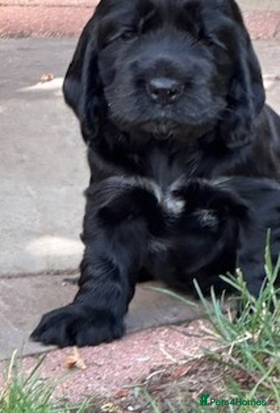 Cocker Spaniel dogs for sale: Show Type KC Cocker Spaniels, 5 star Breeder - Image 8